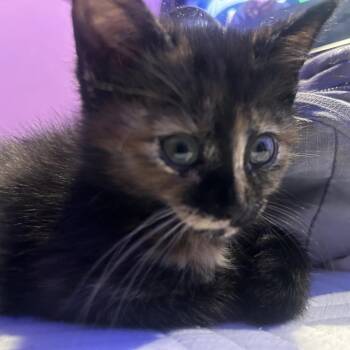 Domestic Short Hair Cats Available for Adoption in Fredericksburg, Virginia - Punky Brewster | PetCurious