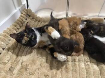 Domestic Short Hair Cats Available for Adoption - Mom | PetCurious