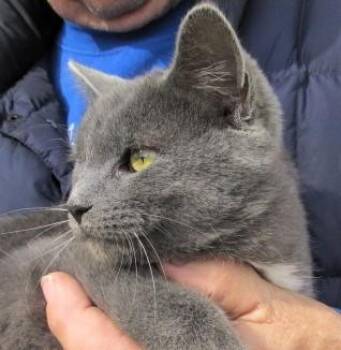 Rescue Russian Blue and Domestic Short Hair Cats for Adoption in Paris, Kentucky - Petey | PetCurious