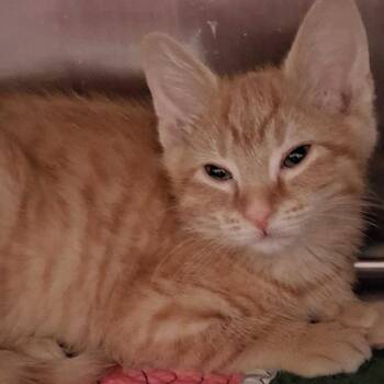 Aragorn -  Domestic Short Hair Cat for Adoption in Kennebunk, Maine - Aragorn | PetCurious