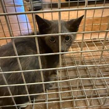 Ft. Worth -  Domestic Short Hair Cat for Adoption in Stephenville, Texas - Ft. Worth | PetCurious