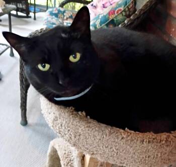 Oscar -  Domestic Short Hair Cat for Adoption in Syracuse, New York - Oscar | PetCurious