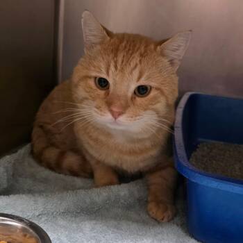 Marmalade -  Domestic Short Hair Cat for Adoption in Auburn, Alabama - Marmalade | PetCurious