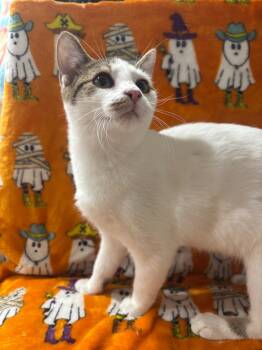 Rescue Domestic Short Hair Cats for Adoption in Corpus Christi, Texas - Olivia Rodrigo | PetCurious