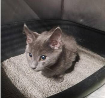 Chardonnay -  Domestic Short Hair Cat for Adoption in Marshall, North Carolina - Chardonnay | PetCurious