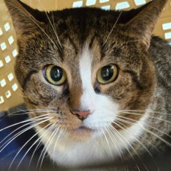 Pelusa -  Domestic Short Hair Cat for Adoption in Newark, New Jersey - Pelusa | PetCurious