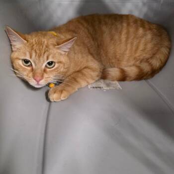 Domestic Short Hair Cats Available for Adoption in Eureka Springs, Arkansas - Sunflower | PetCurious