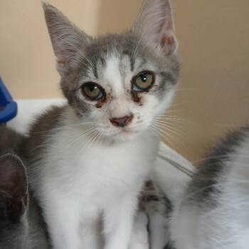 Hoban -  Domestic Short Hair Cat for Adoption in Blue Ridge, Georgia - Hoban | PetCurious