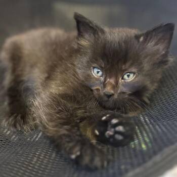 Webby -  Domestic Long Hair Cat for Adoption in San Pablo, California - Webby | PetCurious
