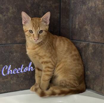 Cheetoh #brother-of-Charlee -  Tabby and Domestic Short Hair Cat for Adoption in Houston, Texas - Cheetoh #brother-of-Charlee | PetCurious