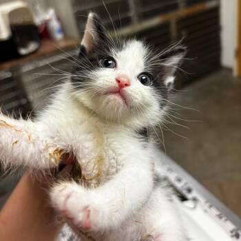 Josephine -  Domestic Short Hair Cat for Adoption in Ottawa, Kansas - Josephine | PetCurious