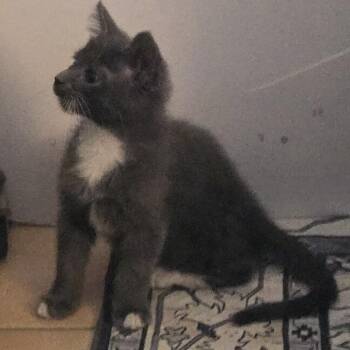 Vader -  Domestic Short Hair Cat for Adoption in Phoenix, Arizona - Vader | PetCurious