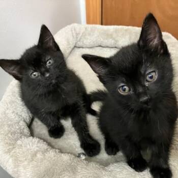 Rescue Domestic Short Hair Cats for Adoption in Monticello, Minnesota - Pickles And Pepper | PetCurious