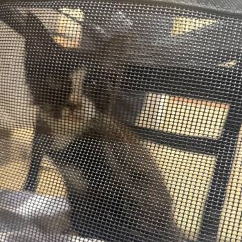 Hammy -  Domestic Short Hair Cat for Adoption in Winston-salem, North Carolina - Hammy | PetCurious
