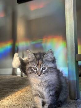 Domestic Medium Hair Cats Available for Adoption in Reno, Nevada - Monica | PetCurious