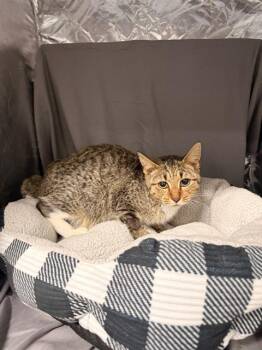 JOSHUA -  Domestic Short Hair Cat for Adoption in Grovetown, Georgia - JOSHUA | PetCurious