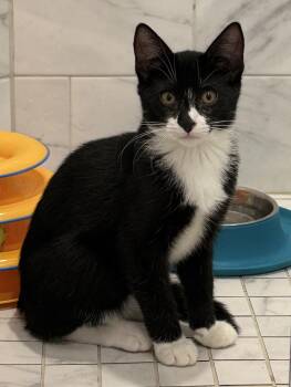Sylvester -  Domestic Short Hair Cat for Adoption in New York, New York - Sylvester | PetCurious