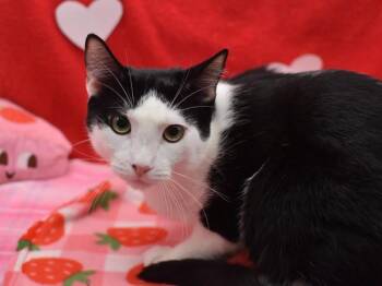 Domestic Short Hair Cats Available for Adoption - Edward | PetCurious