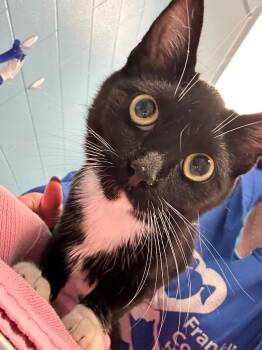 Domestic Short Hair and Tuxedo Cats Available for Adoption - Piper | PetCurious