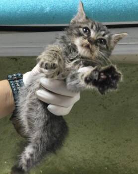 SHRIMP -  Domestic Short Hair Cat for Adoption in Riverside, California - SHRIMP | PetCurious