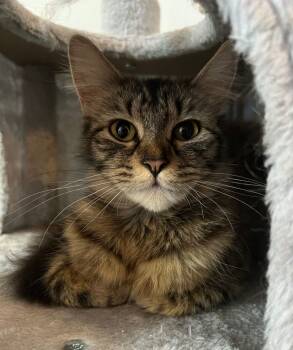 Rescue Domestic Medium Hair Cats for Adoption in Mcpherson, Kansas - Mildred | PetCurious