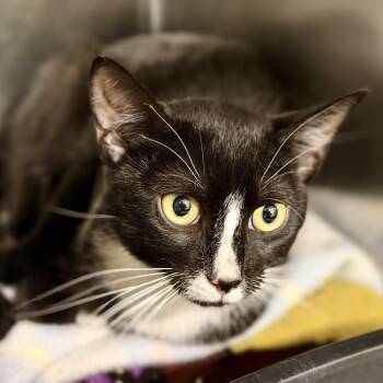 Mellie -  Domestic Short Hair Cat for Adoption in Jackson Township, New Jersey - Mellie | PetCurious