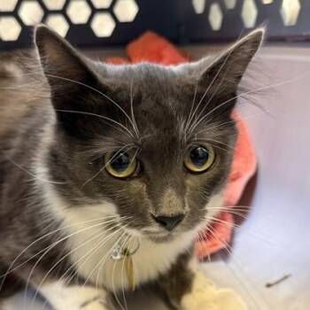 Furcules -  Domestic Medium Hair Cat for Adoption in Lansing, Michigan - Furcules | PetCurious