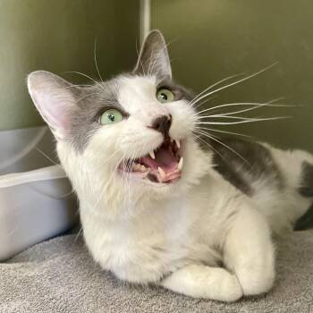 Domestic Short Hair Cats Available for Adoption in Riverwoods, Illinois - Ozzy | PetCurious