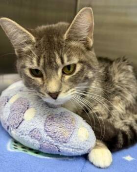 Domestic Short Hair Cats Available for Adoption - Sox | PetCurious