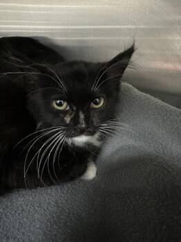 Wild -  Domestic Medium Hair Cat for Adoption in Santa Rosa, California - Wild | PetCurious