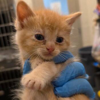 Reba -  Domestic Short Hair Cat for Adoption in Council Bluffs, Iowa - Reba | PetCurious
