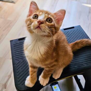 Calvin -  Domestic Short Hair Cat for Adoption in Buffalo, Minnesota - Calvin | PetCurious