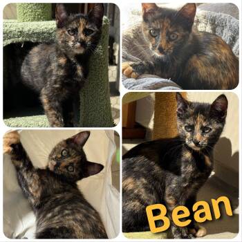 Domestic Short Hair Cats Available for Adoption in Hollister, California - Bean | PetCurious