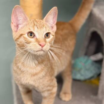 Nacho -  Domestic Short Hair Cat for Adoption in Pittsford, Vermont - Nacho | PetCurious