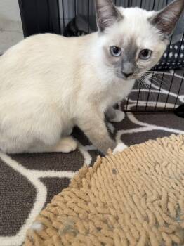 Domestic Short Hair Cats Available for Adoption in West Mifflin, Pennsylvania - Christina Yang | PetCurious
