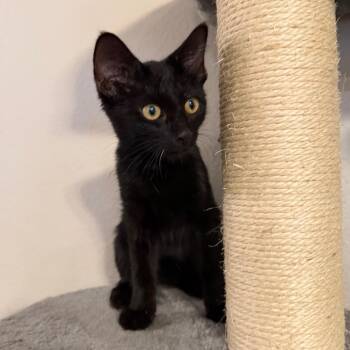 Cole -  Domestic Short Hair Cat for Adoption in Midland, Texas - Cole | PetCurious