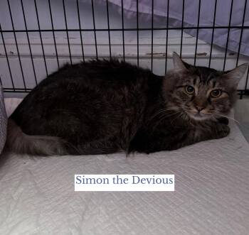 Domestic Long Hair Cats Available for Adoption - Simon The Devious | PetCurious