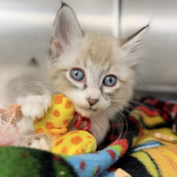 Rescue Domestic Long Hair Cats for Adoption in Medford, Oregon - Jackson | PetCurious