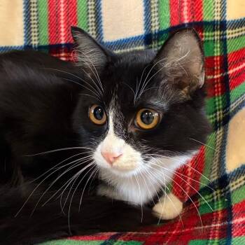 Button -  Domestic Short Hair Cat for Adoption in Goleta, California - Button | PetCurious