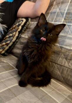 Beetlejuice -  Domestic Medium Hair Cat for Adoption in Pasco, Washington - Beetlejuice | PetCurious