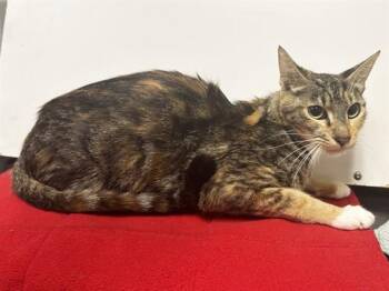 MINDY -  Domestic Short Hair Cat for Adoption in Sacramento, California - MINDY | PetCurious