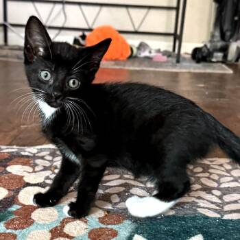 Domestic Short Hair Cats Available for Adoption in Long Beach, California - Almond | PetCurious