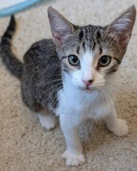 Princess Pea -  Domestic Short Hair Cat for Adoption in Phoenix, Arizona - Princess Pea | PetCurious
