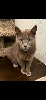 Rescue Domestic Short Hair Cats for Adoption in Clifton, New Jersey - Ruby Courtesy Post | PetCurious