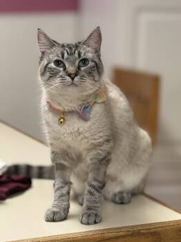 Siamese and Domestic Short Hair Cats Available for Adoption in Vinton, Iowa - Lena  | PetCurious