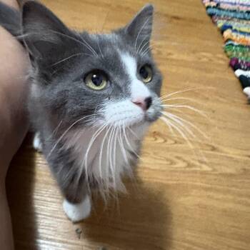 Dundee -  Domestic Medium Hair Cat for Adoption in Faribault, Minnesota - Dundee | PetCurious