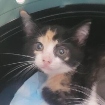 Sullvina -  Domestic Short Hair Cat for Adoption in Rochester, Minnesota - Sullvina | PetCurious