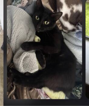 Cecilia -  Domestic Short Hair Cat for Adoption in The Woodlands, Texas - Cecilia | PetCurious