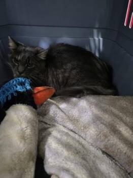 Winter -  Domestic Medium Hair and Domestic Short Hair Cat for Adoption in Simcoe, Ontario - Winter | PetCurious