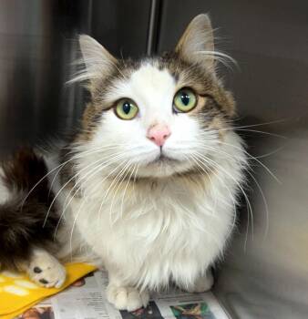 Domestic Long Hair and Maine Coon Cats Available for Adoption - Pygmy (AO36136) | PetCurious